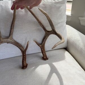 Whitetail Deer Antler Sheds natural (140”approx)